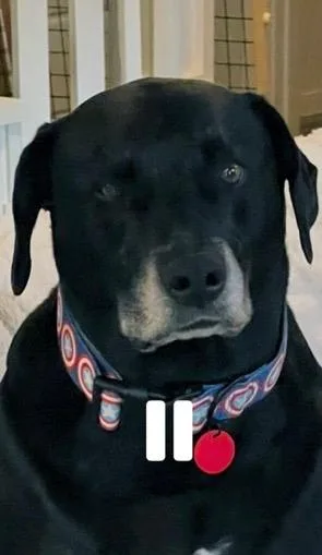 A senior medium-sized male Weimaraner dog named Nash for adoption in Fayetteville, AR