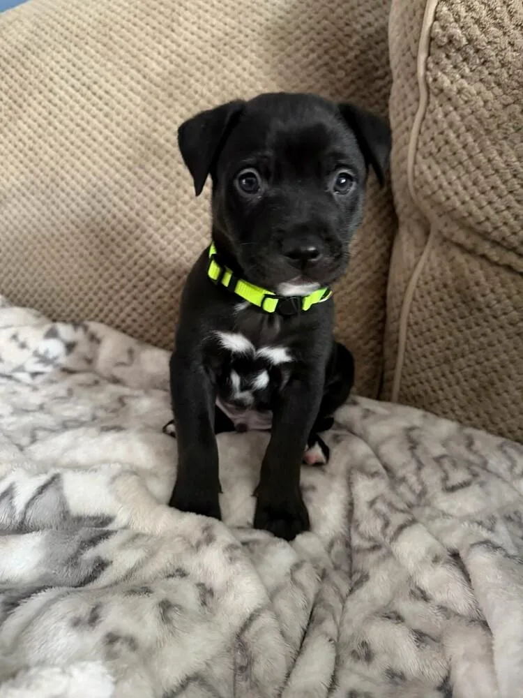 A baby medium-sized male Black Mixed Breed dog named Milton for adoption in Clinton Township, MI