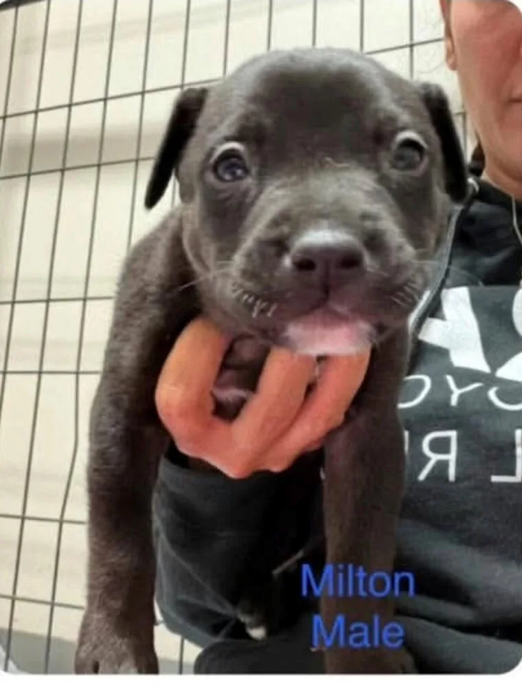 Milton thumbnail 4