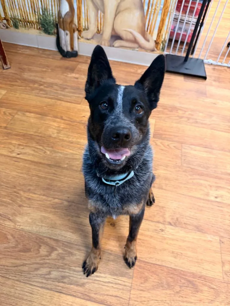 An adult medium-sized male Mixed Breed dog named Shadow for adoption in Ocala, FL