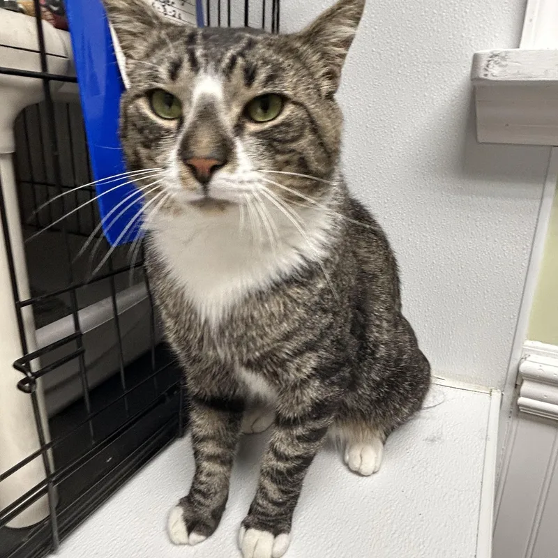 A young large-sized male Tabby (Tiger Striped) Domestic Short Hair cat named Moose for adoption in Cape May, NJ