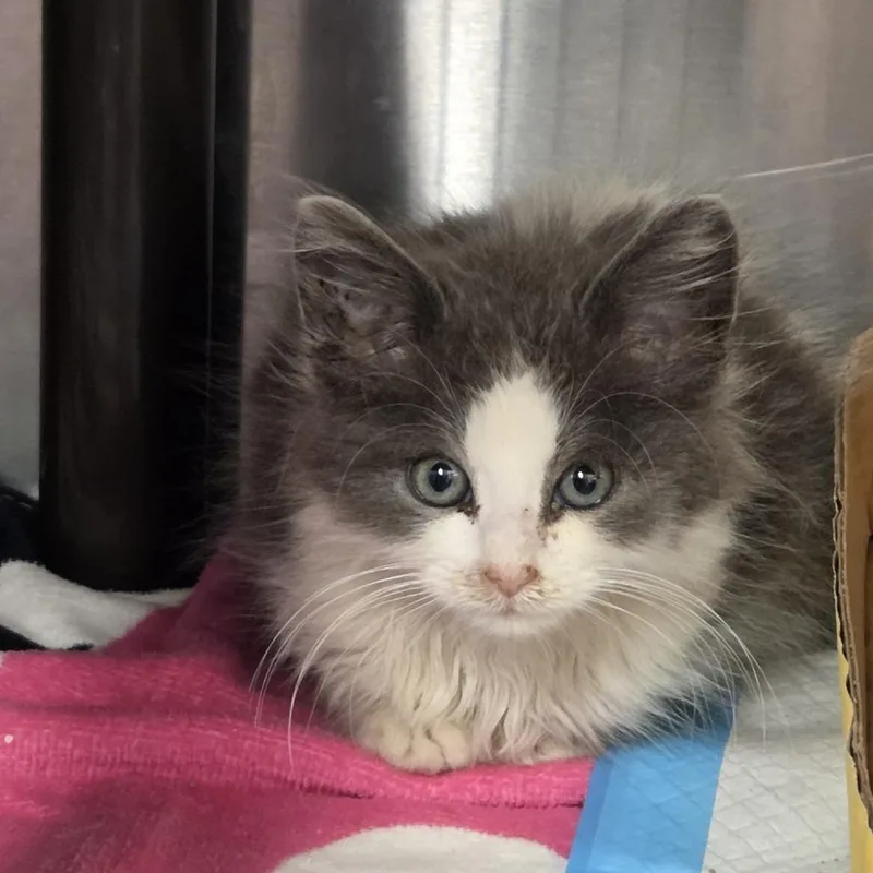 A baby small-sized male Domestic Medium Hair cat named Moo for adoption in Voorhees, NJ