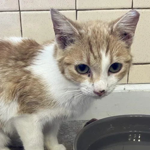 A young small-sized female Domestic Short Hair cat named Meadow for adoption in Knoxville, TN