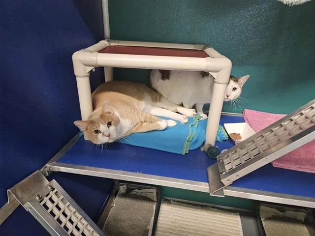 An adult large-sized female Domestic Short Hair cat named Star for adoption in Norfolk, VA
