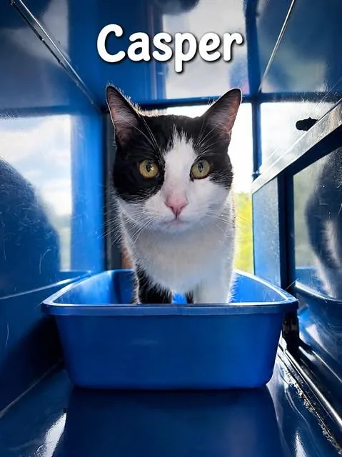 An adult small-sized male Domestic Short Hair cat named Casper for adoption in Westminster, MD