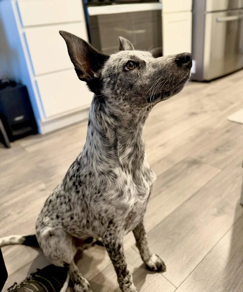 A young medium-sized male Cattle Dog dog named Squeeks for adoption in Salt Lake City, UT