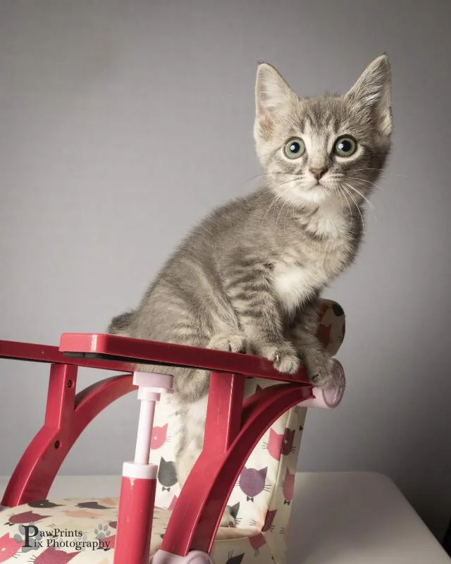 A young medium-sized female Tabby (Gray / Blue / Silver) Domestic Short Hair cat named Bluebell for adoption in Maryville, TN