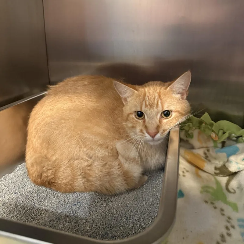 A young medium-sized male Buff / Tan / Fawn Domestic Short Hair cat named Romy for adoption in Louisville, KY