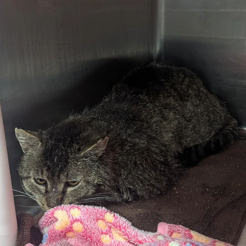 An adult medium-sized male Brown / Chocolate Domestic Short Hair cat named Rainier for adoption in Salt Lake City, UT