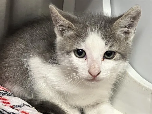 A baby small-sized male Domestic Short Hair cat named Stegs for adoption in Tustin, CA