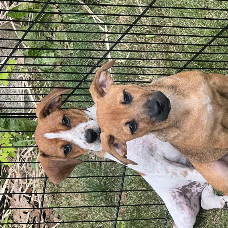 A baby medium-sized female Yellow / Tan / Blond / Fawn Mixed Breed dog named Velma for adoption in Seale, AL