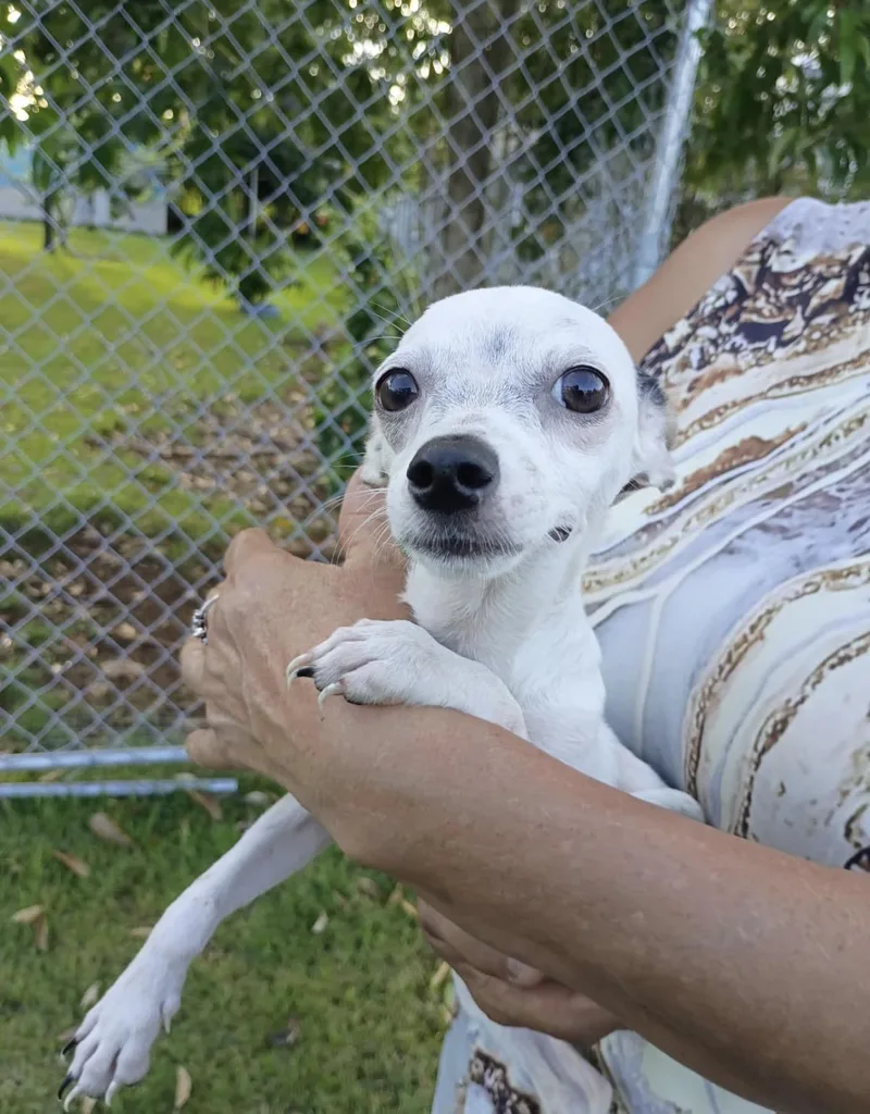 A baby small-sized female White / Cream Chihuahua dog named Dorothy for adoption in New York, NY