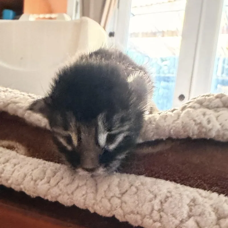 A baby small-sized female Domestic Short Hair cat named Jellybean for adoption in Los Angeles, CA