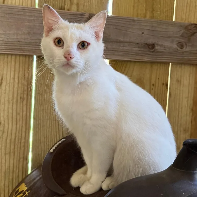 An adult large-sized male White Domestic Short Hair cat named Snowball for adoption in Huntsville, AL