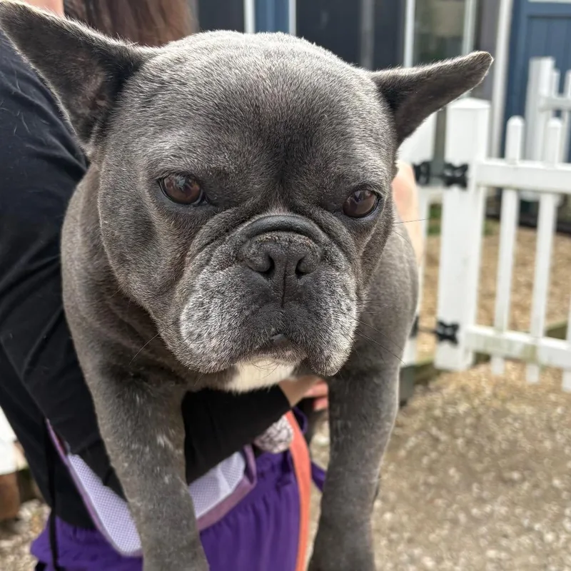 An adult small-sized female Gray / Blue / Silver French Bulldog dog named Nova for adoption in Northbrook, IL