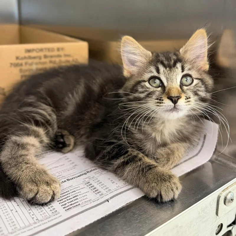 A baby small-sized male Brown / Chocolate Domestic Long Hair cat named Cassidy for adoption in Marshall, VA