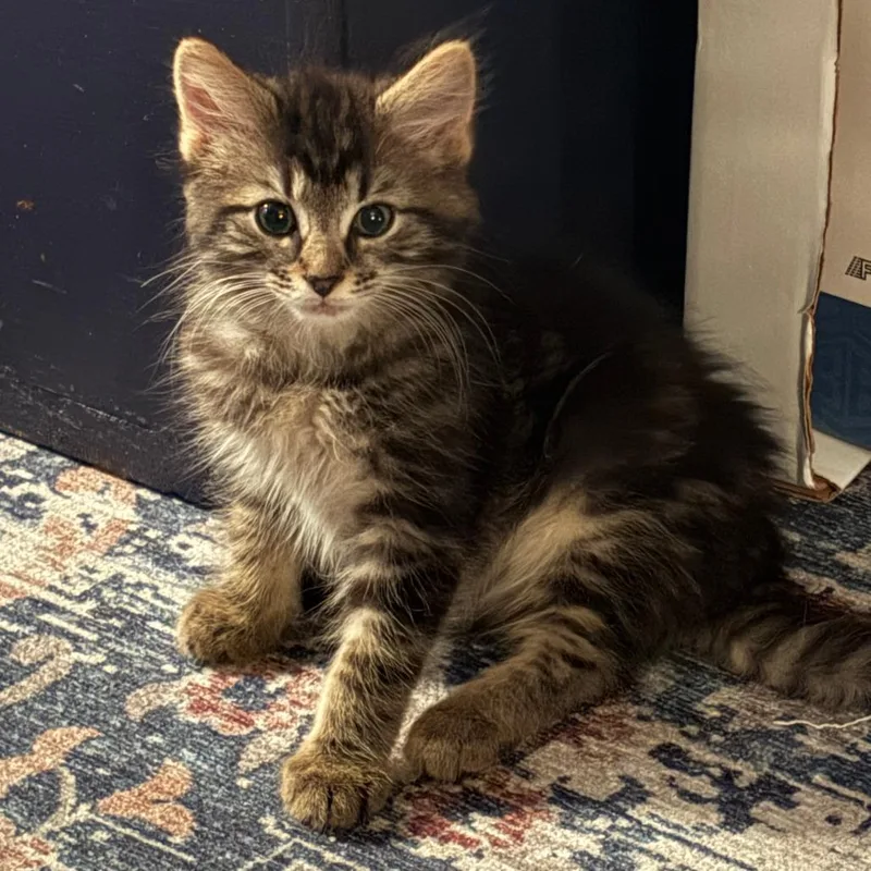 Cassidy thumbnail 5