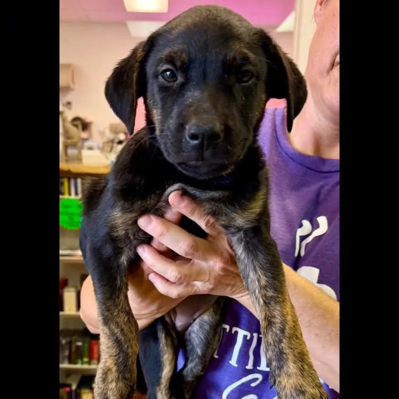 A baby medium-sized female Labrador Retriever dog named Wendy for adoption in Semmes, AL