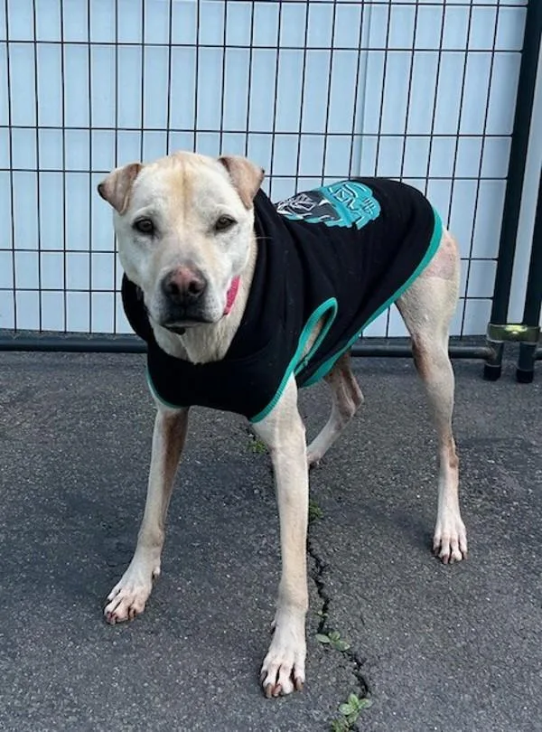 A senior medium-sized female Shar-Pei dog named Kayden for adoption in Oceanside, CA