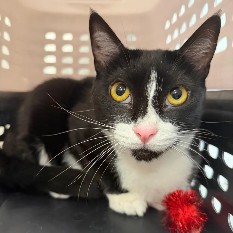 A young large-sized male Black Domestic Short Hair cat named Libre for adoption in Sarasota, FL