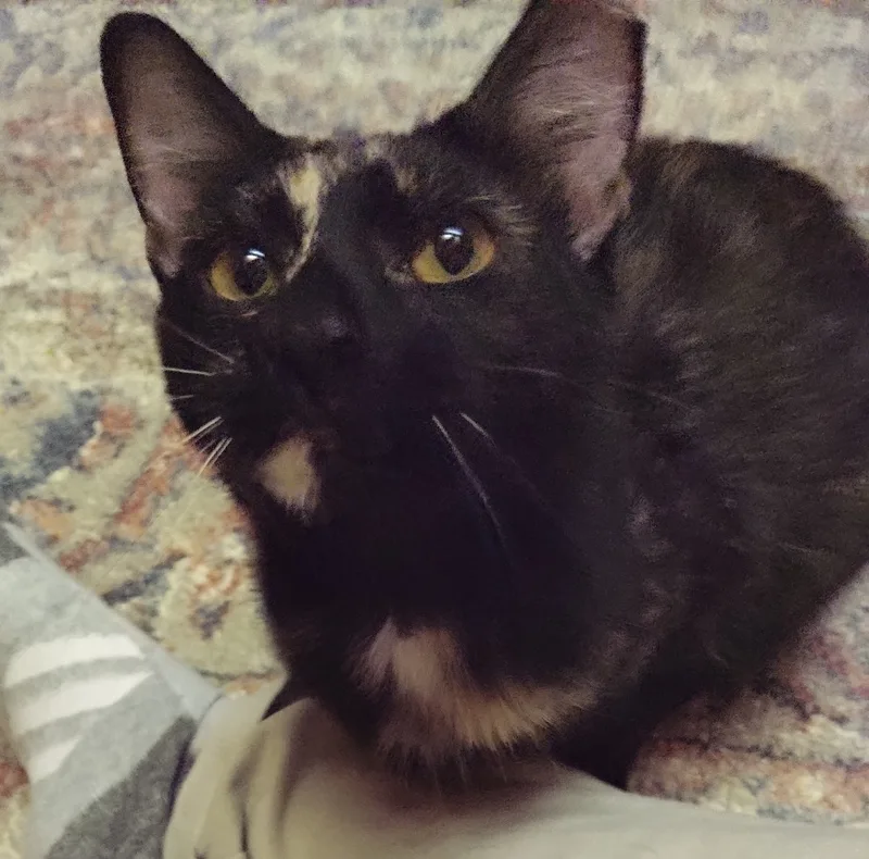 An adult medium-sized female Tortoiseshell Domestic Short Hair cat named Penelope for adoption in Baltimore, MD