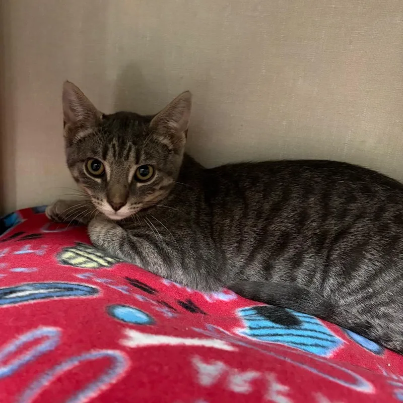 A baby small-sized male Gray / Blue / Silver Domestic Short Hair cat named Wack for adoption in Mentor, OH