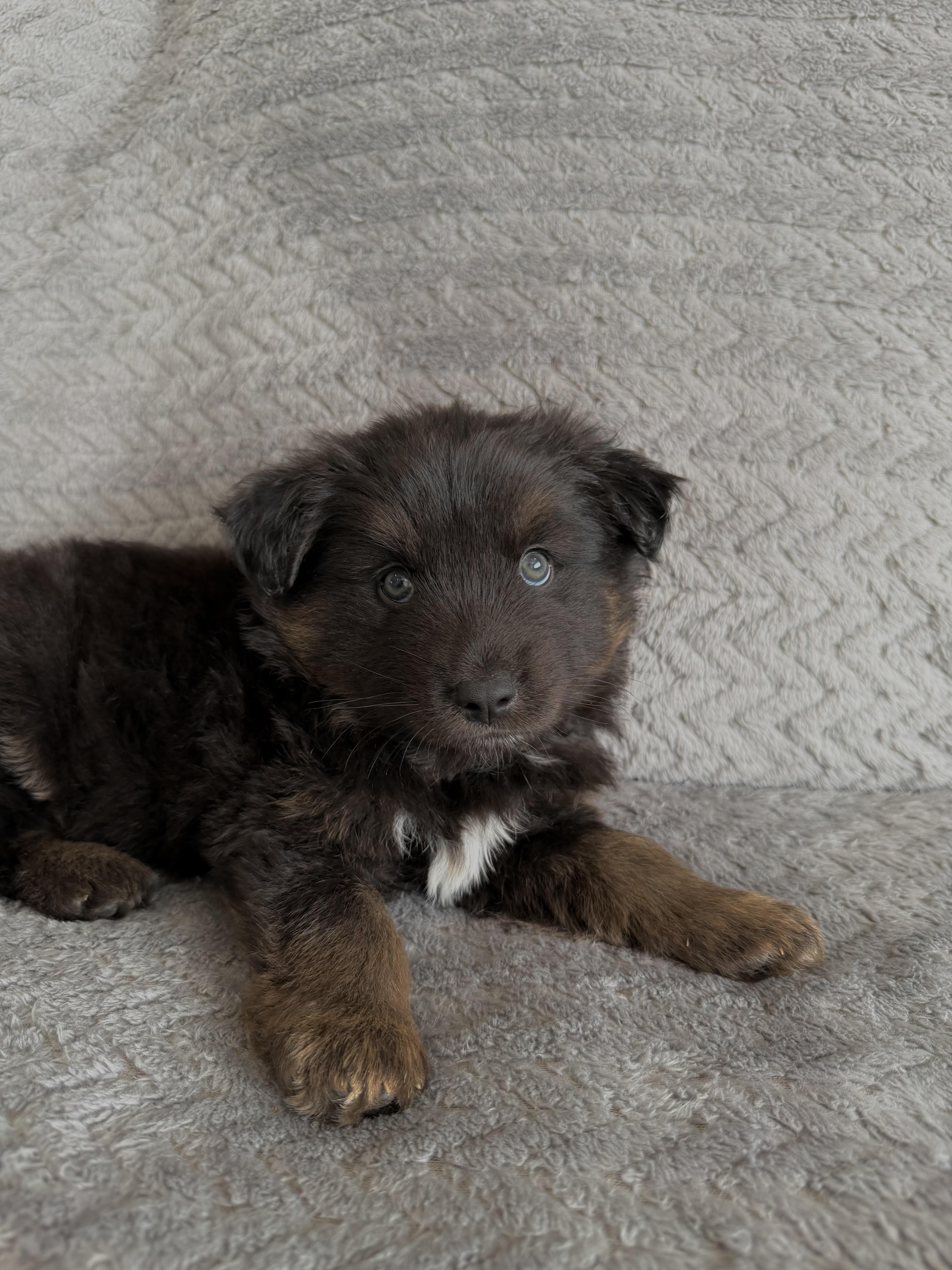 Frankie