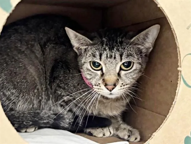 A young medium-sized female Domestic Medium Hair cat named Kim for adoption in Saint Louis, MO