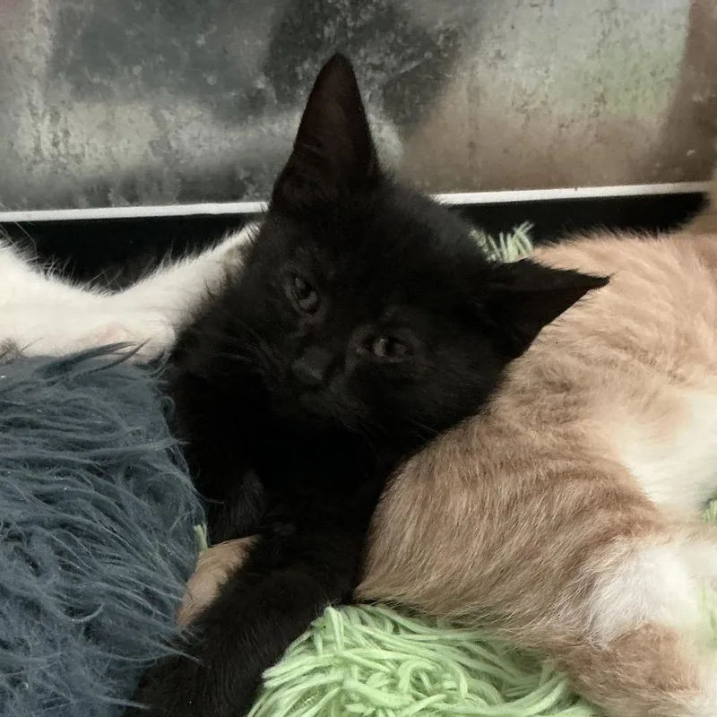 A baby small-sized male Black Domestic Short Hair cat named Churro for adoption in Elizabeth City, NC