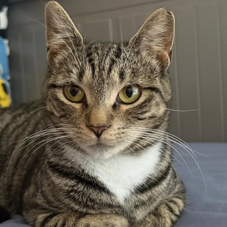 A young medium-sized female Brown / Chocolate Domestic Short Hair cat named Babli for adoption in Newark, DE