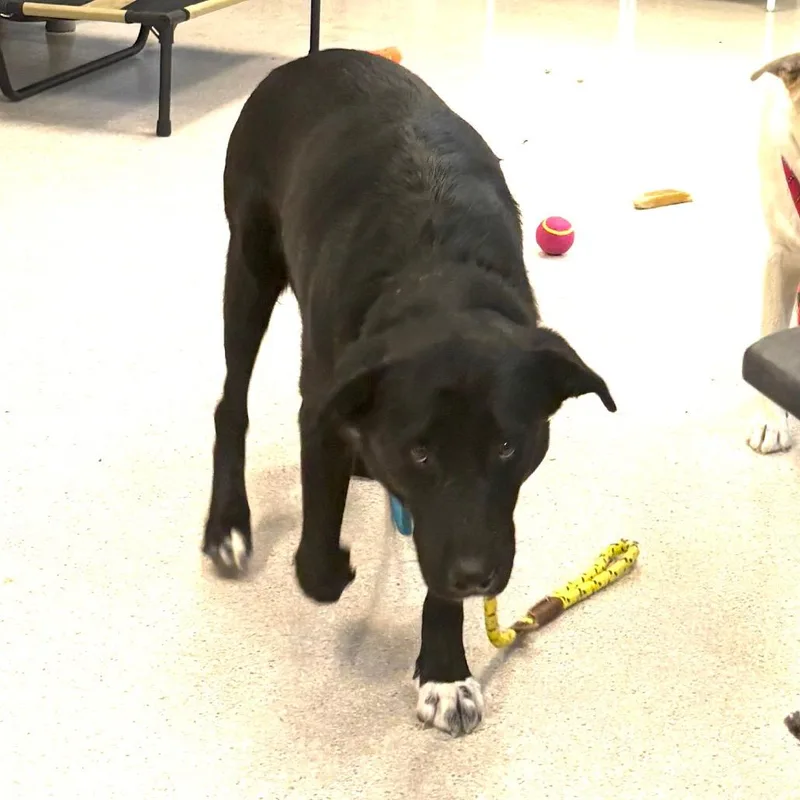 A young large-sized female Black Labrador Retriever dog named Feisty for adoption in Murray, UT