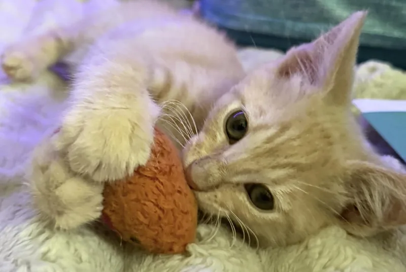 A baby small-sized male Tabby (Buff / Tan / Fawn) Tabby cat named TuPac Viola for adoption in Chandler, AZ