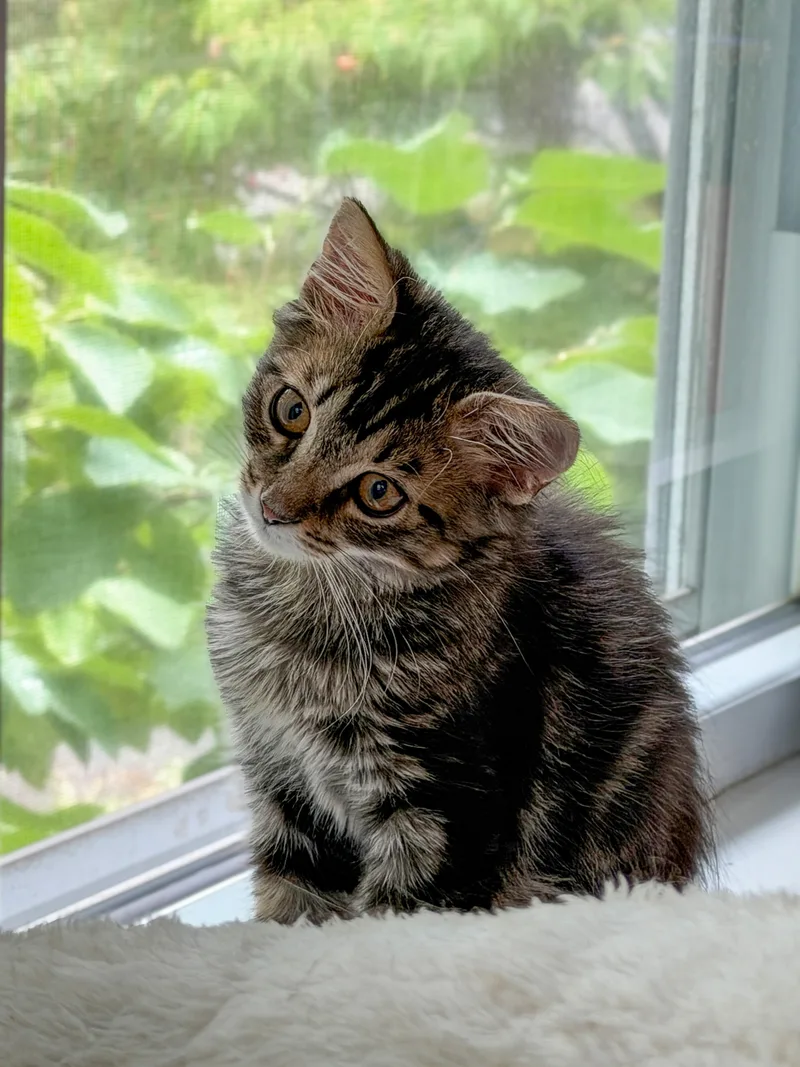 A baby medium-sized male Tabby (Buff / Tan / Fawn) Tabby cat named Oz for adoption in Columbia, SC