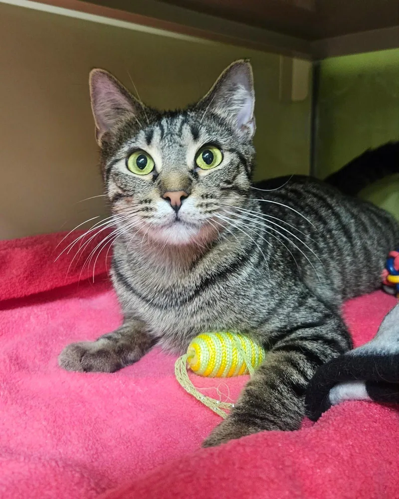 A young medium-sized female Domestic Short Hair cat named Mary for adoption in Gonic, NH