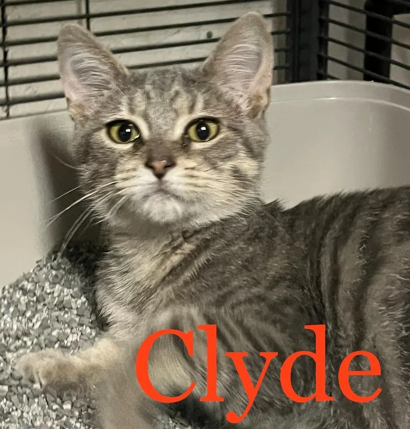 A baby small-sized male Domestic Short Hair cat named Clyde for adoption in Princeton, IN