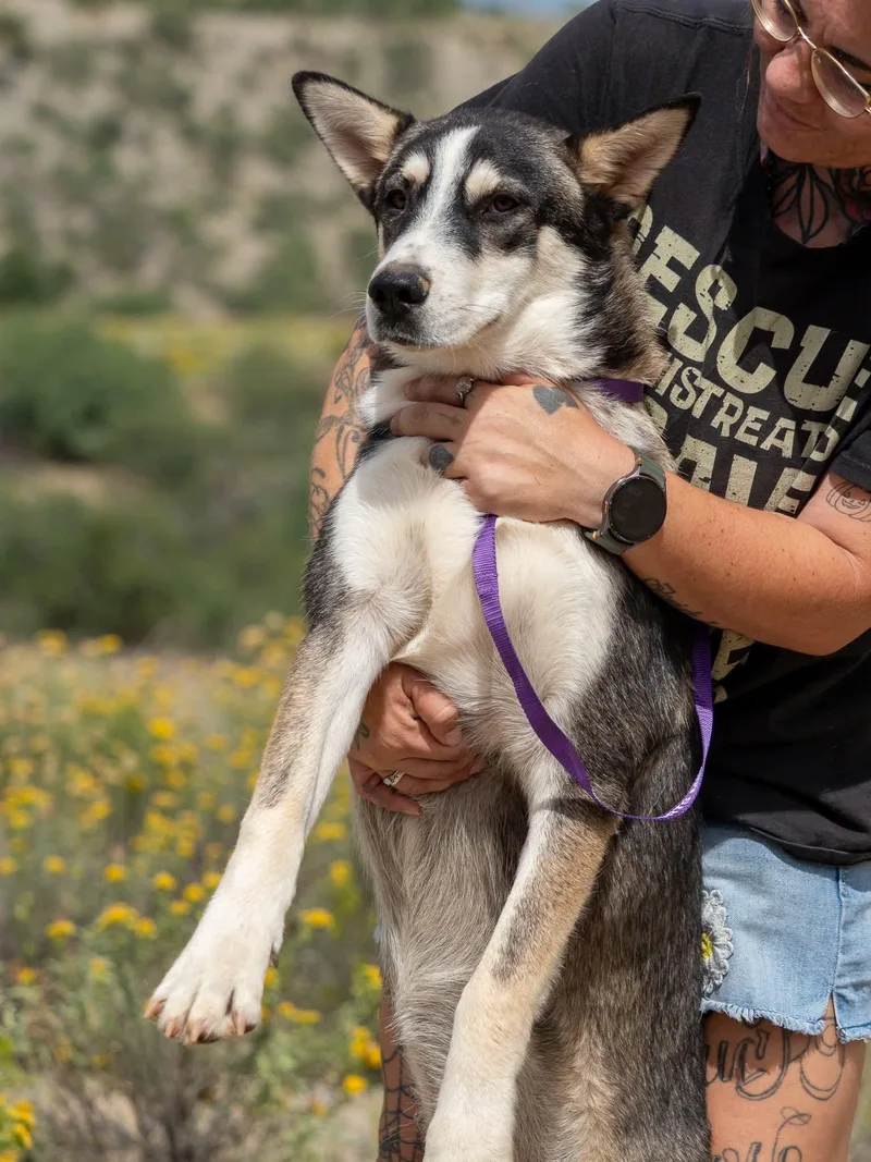 A young medium-sized male Husky dog named Thane for adoption in Globe, AZ