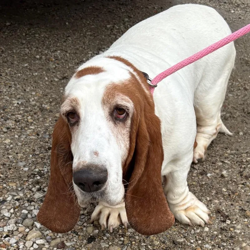 An adult large-sized female White / Cream Basset Hound dog named Vickie for adoption in Northbrook, IL