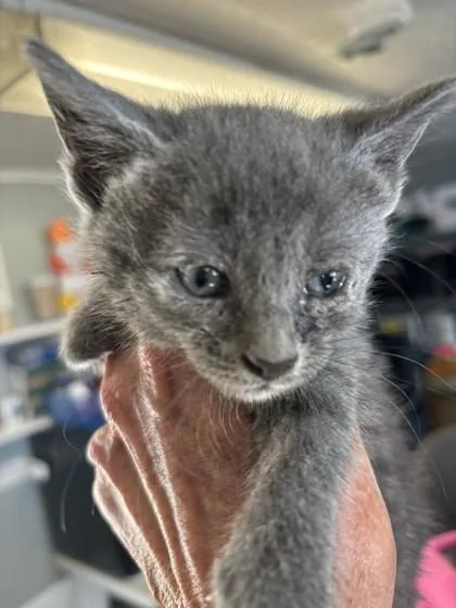 A baby medium-sized female Domestic Short Hair cat named Shanda for adoption in West Memphis, AR