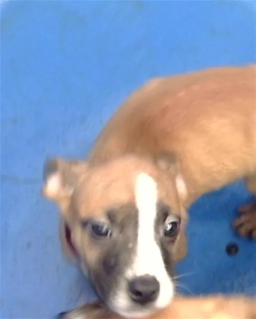 A baby large-sized male Mixed Breed dog named Elm for adoption in Dallas, TX