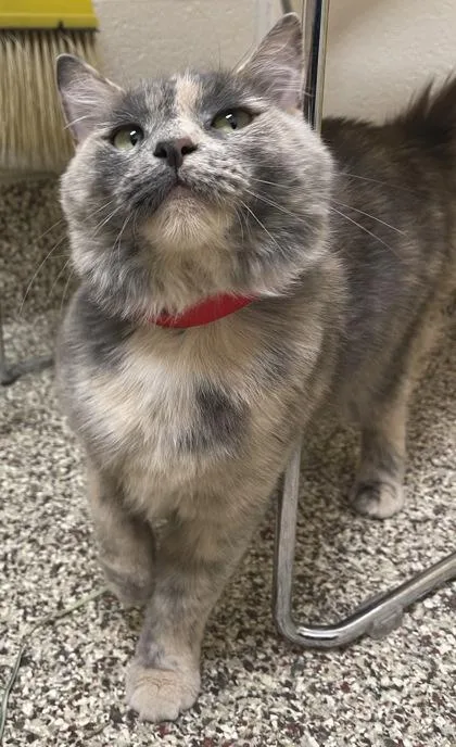 An adult small-sized female Domestic Short Hair cat named Royal for adoption in Westland, MI
