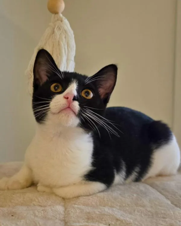 A young small-sized female Domestic Short Hair cat named Tierra for adoption in Novato, CA