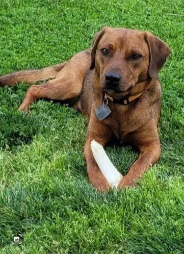 A young medium-sized male Beagle dog named Jimmy for adoption in Scottsburg, IN