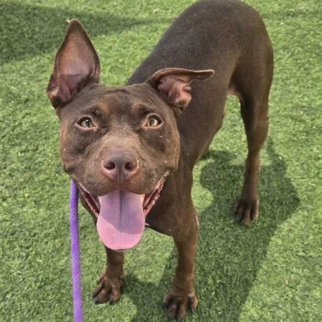 An adult large-sized female Pit Bull Terrier dog named Naomi for adoption in Phoenix, AZ