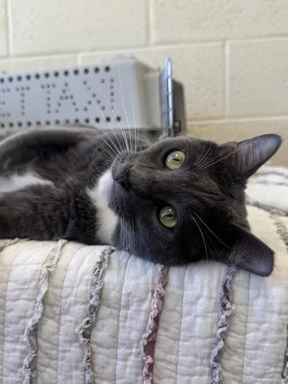 An adult medium-sized male Domestic Short Hair cat named Razor for adoption in Vero Beach, FL
