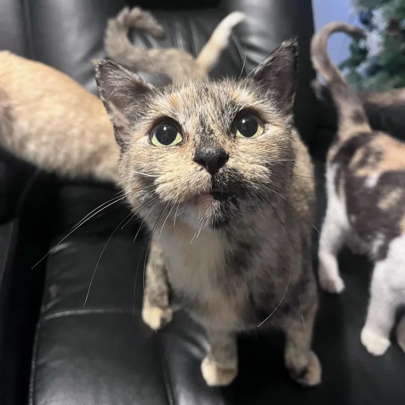 An adult large-sized female Tortoiseshell Domestic Short Hair cat named Stormi for adoption in Port Richey, FL