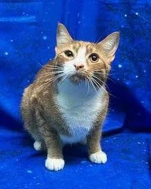 An adult medium-sized male Orange & White Domestic Short Hair cat named Bodie for adoption in Wetumpka, AL