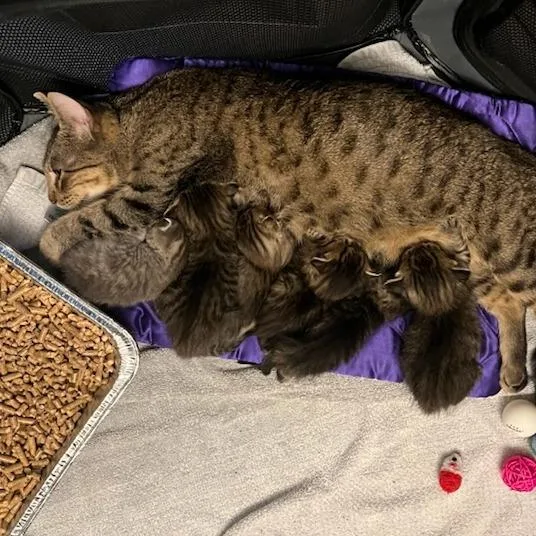 Princess thumbnail 2