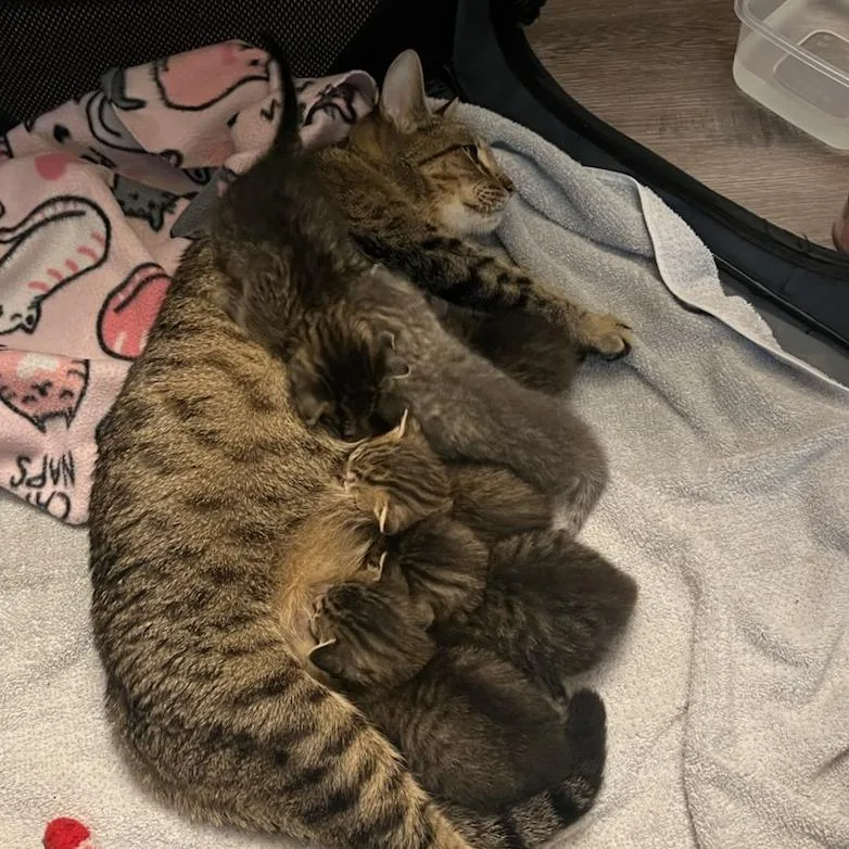 Princess thumbnail 3