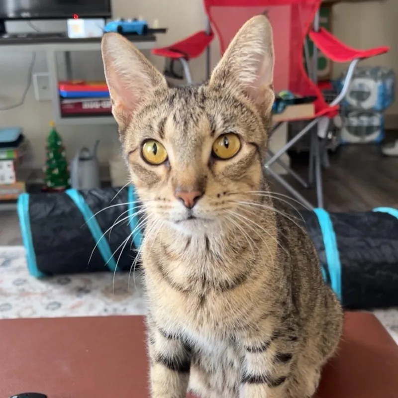 Princess thumbnail 4