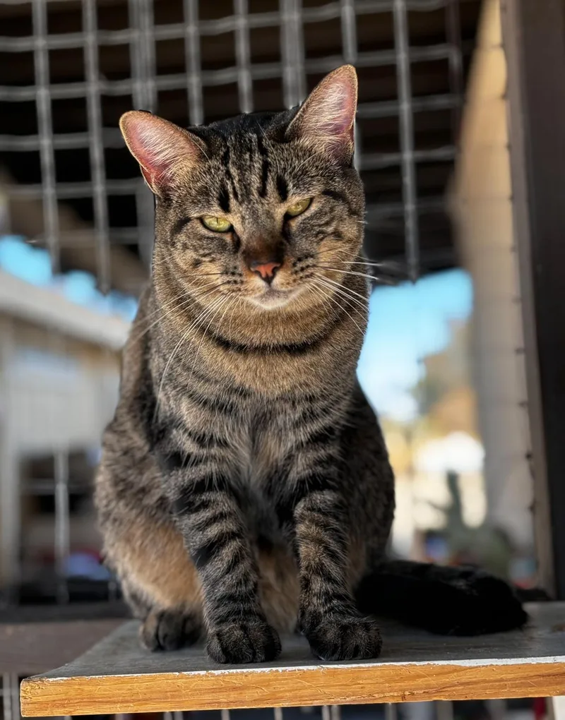 An adult medium-sized female Gray / Blue / Silver Domestic Short Hair cat named Aspen for adoption in Helendale, CA